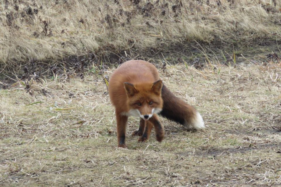Работаем за еду: рыжая плутовка на Парамушире стала героиней фотосессией в обмен на угощение Работаем за еду: рыжая плутовка на Парамушире стала героиней фотосессией в обмен на угощение