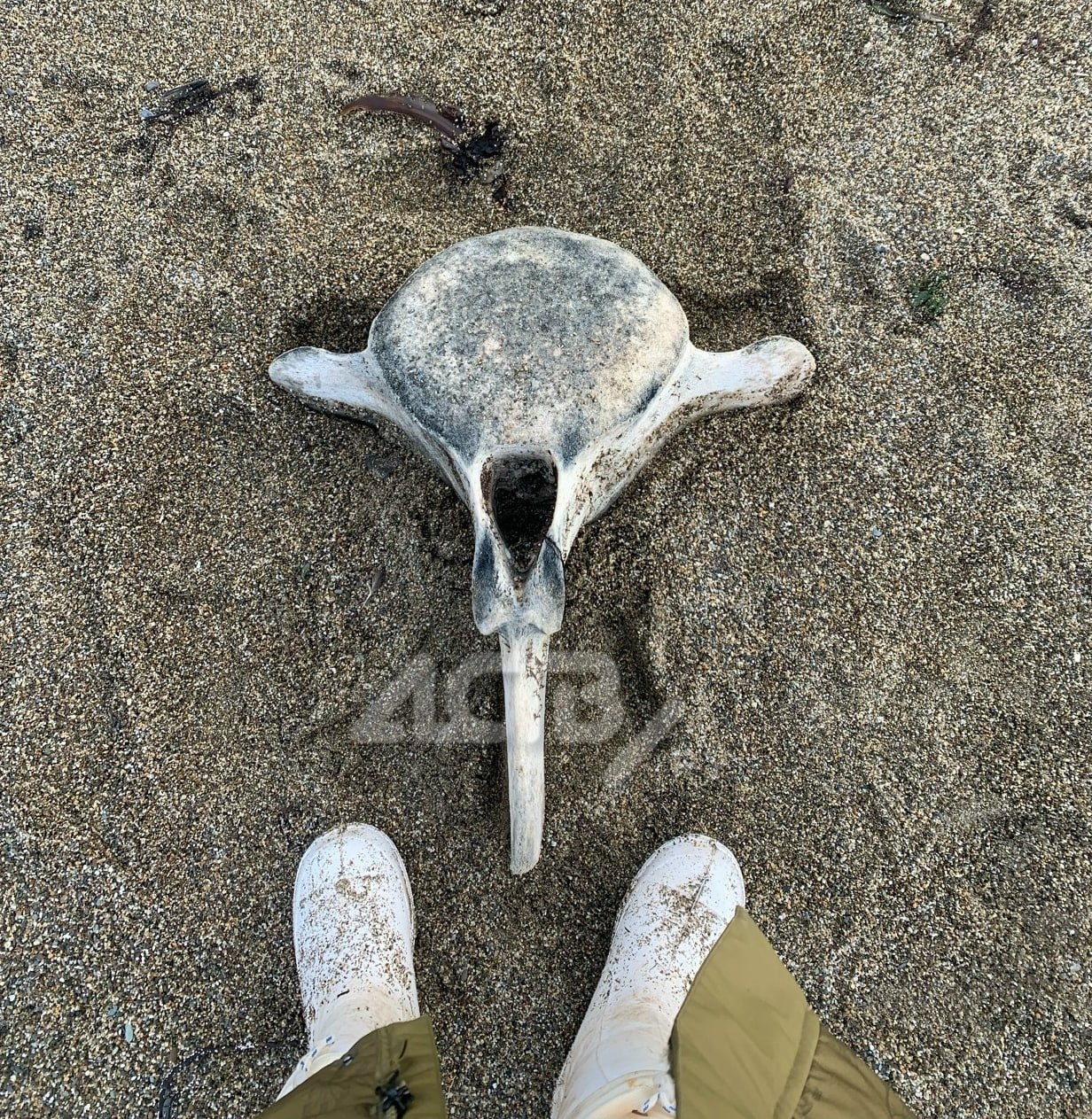 Останки гигантского морского животного обнаружили сахалинцы Останки гигантского морского животного обнаружили сахалинцы