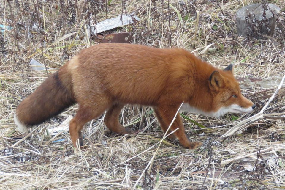 Работаем за еду: рыжая плутовка на Парамушире стала героиней фотосессией в обмен на угощение Работаем за еду: рыжая плутовка на Парамушире стала героиней фотосессией в обмен на угощение