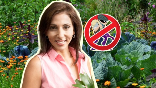 Вот как призвать к ответу соседей по даче за воровство: вернете свое без скандалов