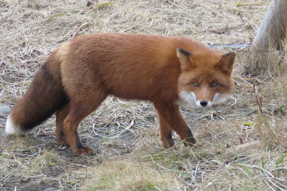 Работаем за еду: рыжая плутовка на Парамушире стала героиней фотосессией в обмен на угощение Работаем за еду: рыжая плутовка на Парамушире стала героиней фотосессией в обмен на угощение