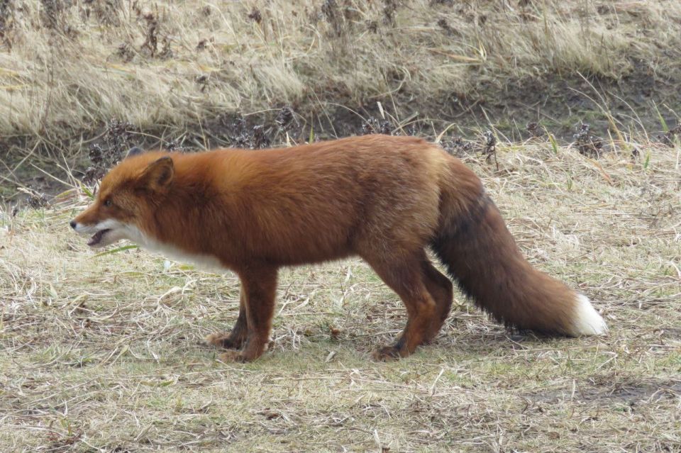 Работаем за еду: рыжая плутовка на Парамушире стала героиней фотосессией в обмен на угощение Работаем за еду: рыжая плутовка на Парамушире стала героиней фотосессией в обмен на угощение