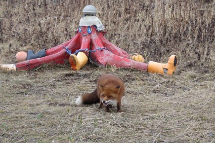Работаем за еду: рыжая плутовка на Парамушире стала героиней фотосессией в обмен на угощение
