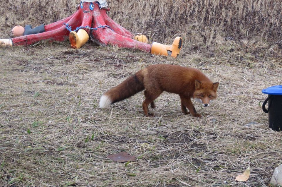 Работаем за еду: рыжая плутовка на Парамушире стала героиней фотосессией в обмен на угощение Работаем за еду: рыжая плутовка на Парамушире стала героиней фотосессией в обмен на угощение
