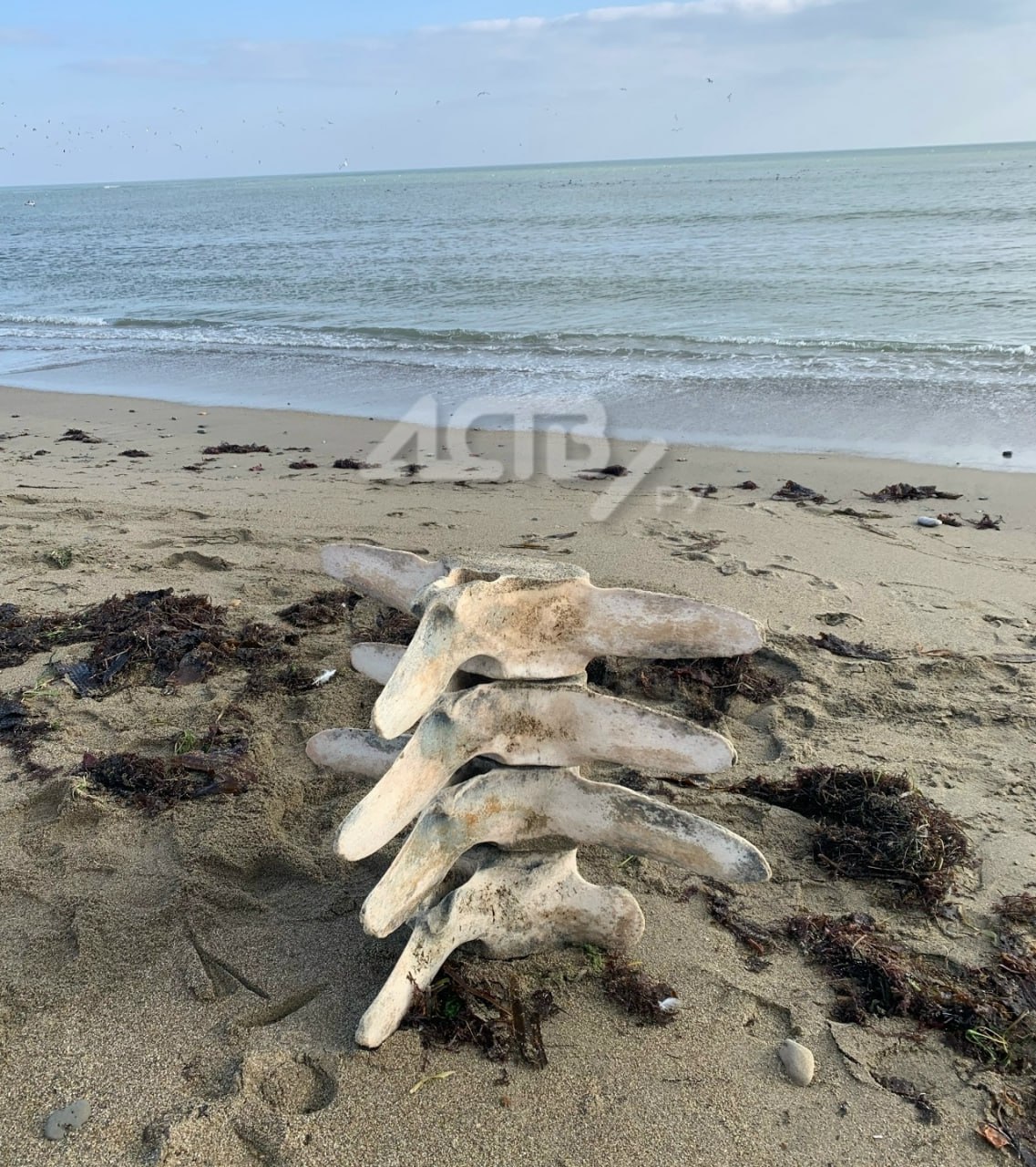 Останки гигантского морского животного обнаружили сахалинцы Останки гигантского морского животного обнаружили сахалинцы