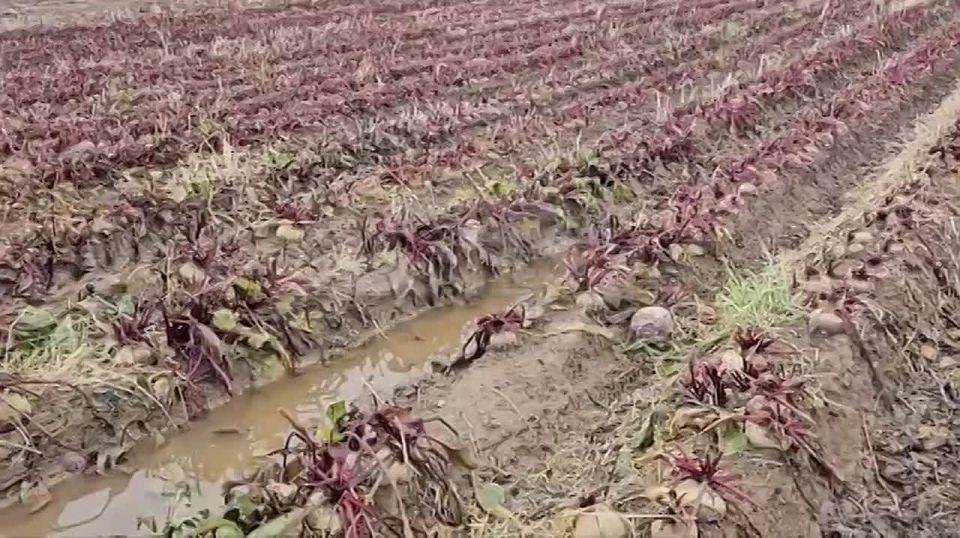 Очевидцы: на заброшенных полях в Березняках гибнет урожай