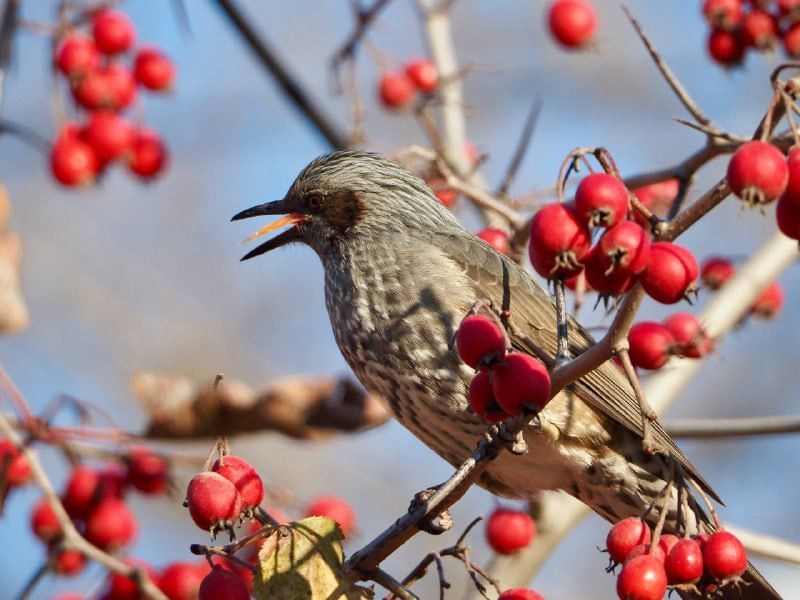 Редкая птица попала в объектив сахалинки Редкая птица попала в объектив сахалинки