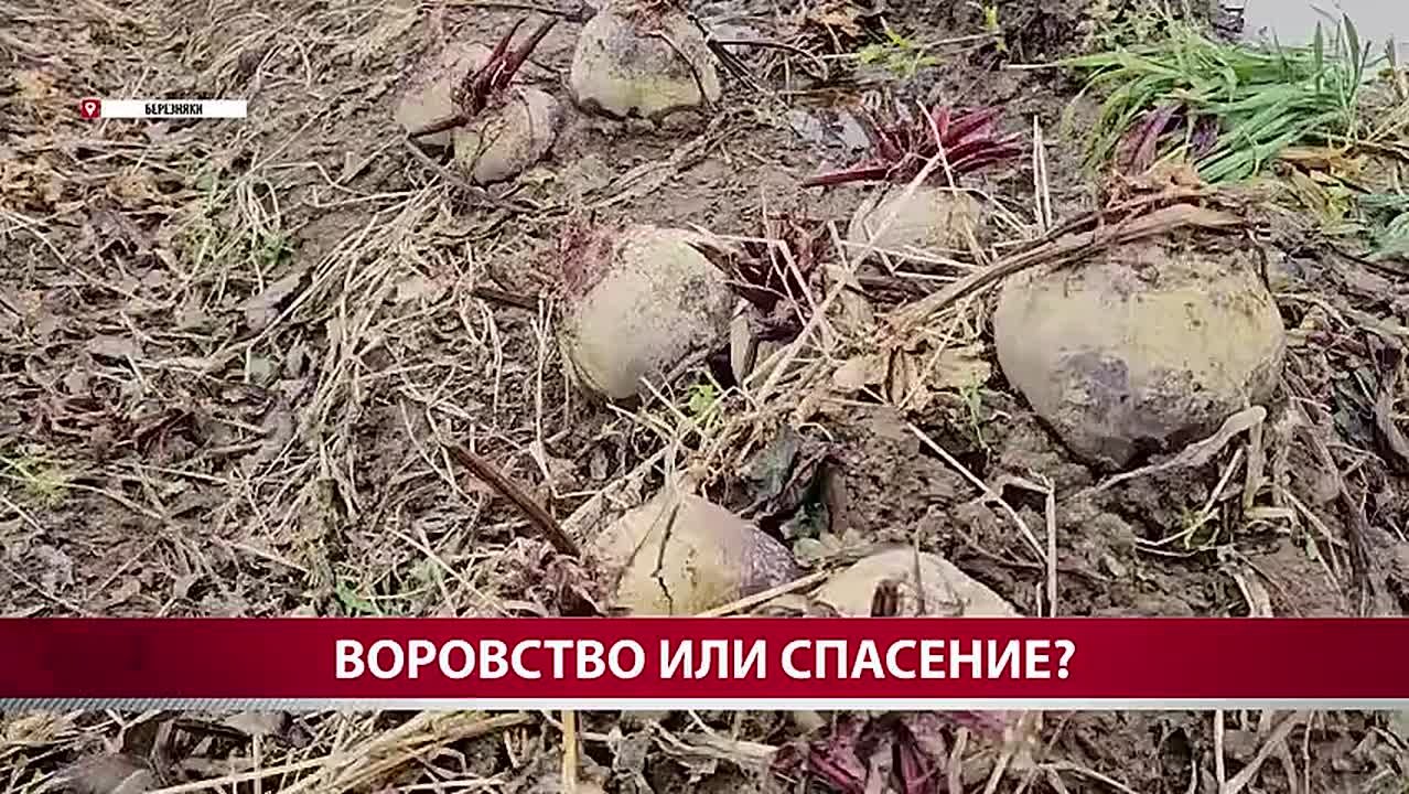 У "бесхозных" полей с морковкой в Березняках нашёлся хозяин