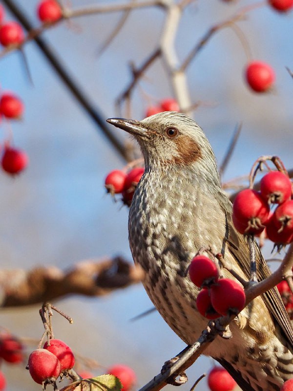 Редкая птица попала в объектив сахалинки