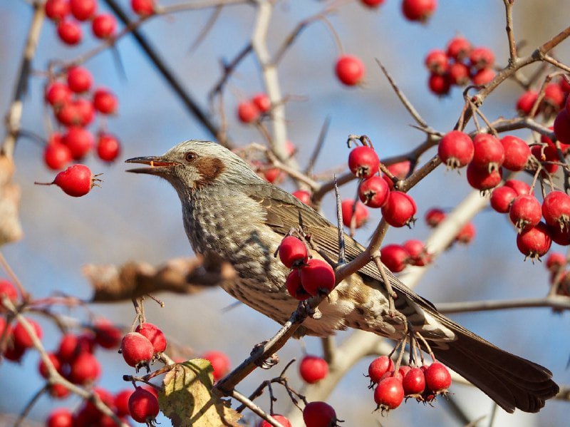 Редкая птица попала в объектив сахалинки Редкая птица попала в объектив сахалинки