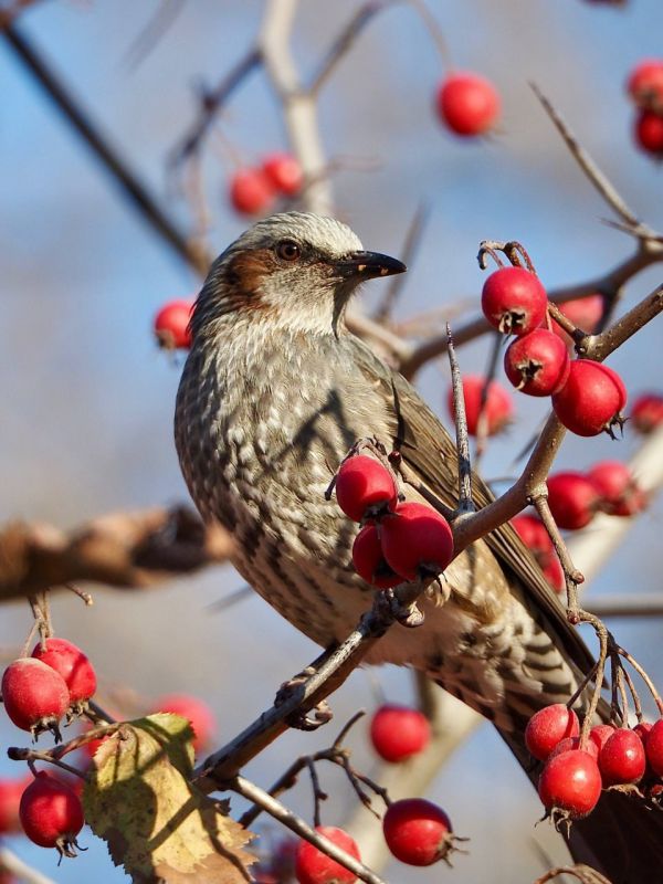 Редкая птица попала в объектив сахалинки Редкая птица попала в объектив сахалинки