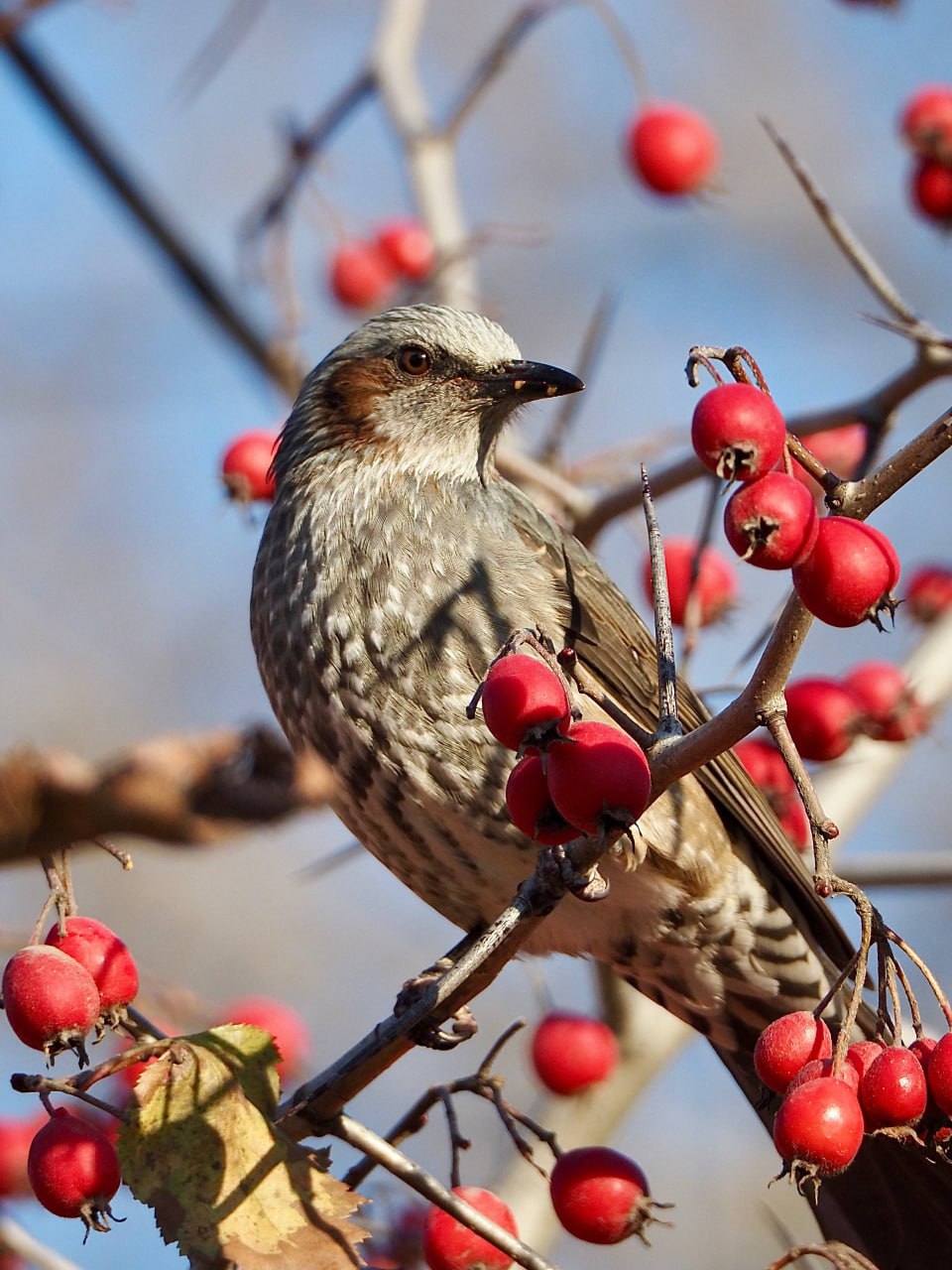 Редкая птица попала в объектив сахалинки Редкая птица попала в объектив сахалинки
