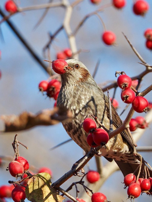 Редкая птица попала в объектив сахалинки Редкая птица попала в объектив сахалинки