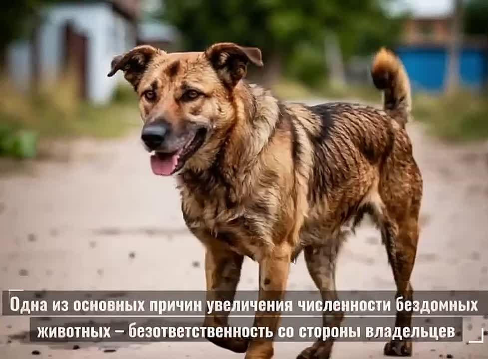 Проблема бездомных животных становится всё более актуальной в современном мире