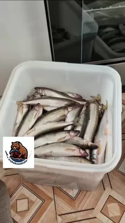 На севере Сахалина стартовал подледный лов зубаря