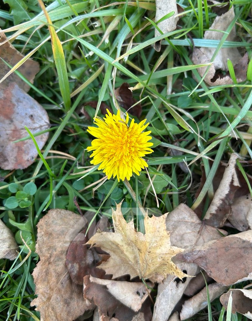 Одуванчики зацвели на Сахалине в начале ноября