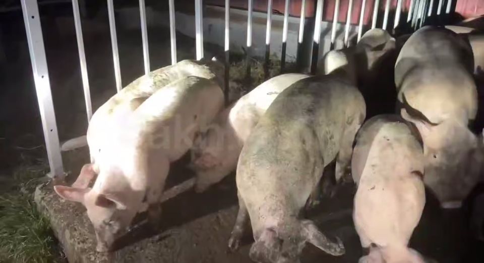 Сахалинская прокуратура взяла на контроль ситуацию с пожаром, в котором погибли 1500 свиней