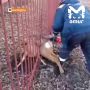 Косуля застряла на городских улицах в Приморье