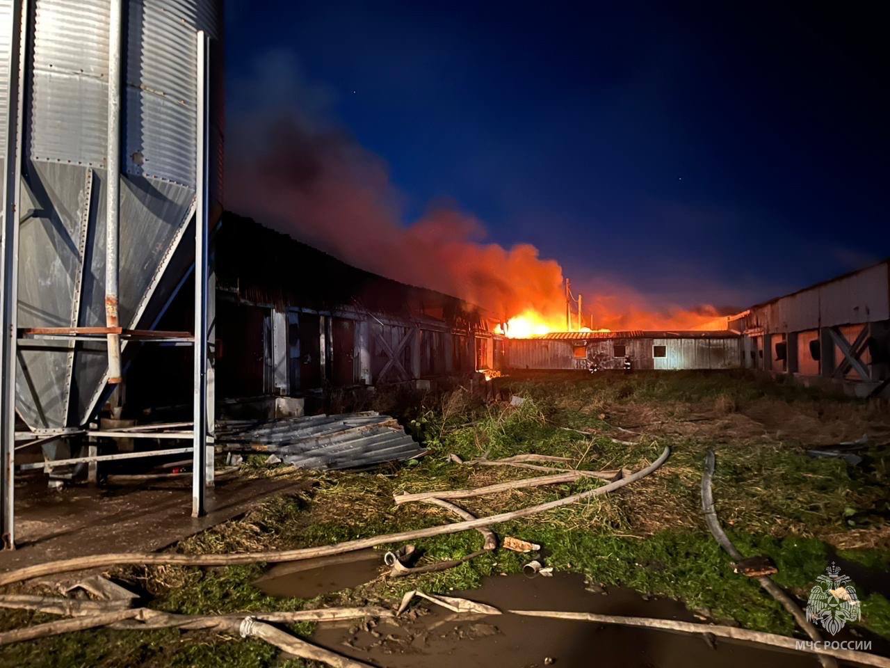 В пожаре на крупнейшем свинокомплексе Сахалина погибли 1,5 тыс