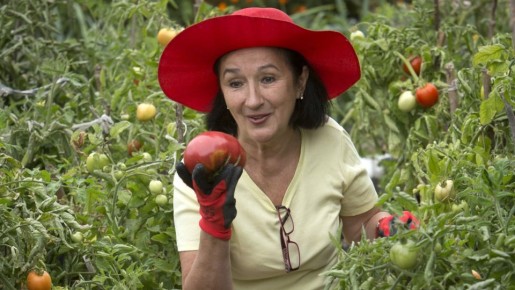 Помидоры будете собирать тоннами: вот после каких культур их надо сажать