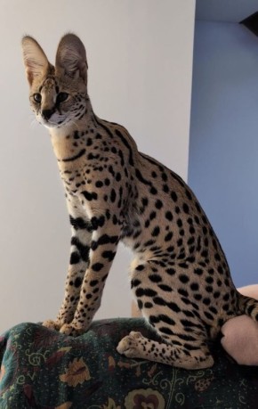 Необычный кот редкой породы пропал в Южно-Сахалинске