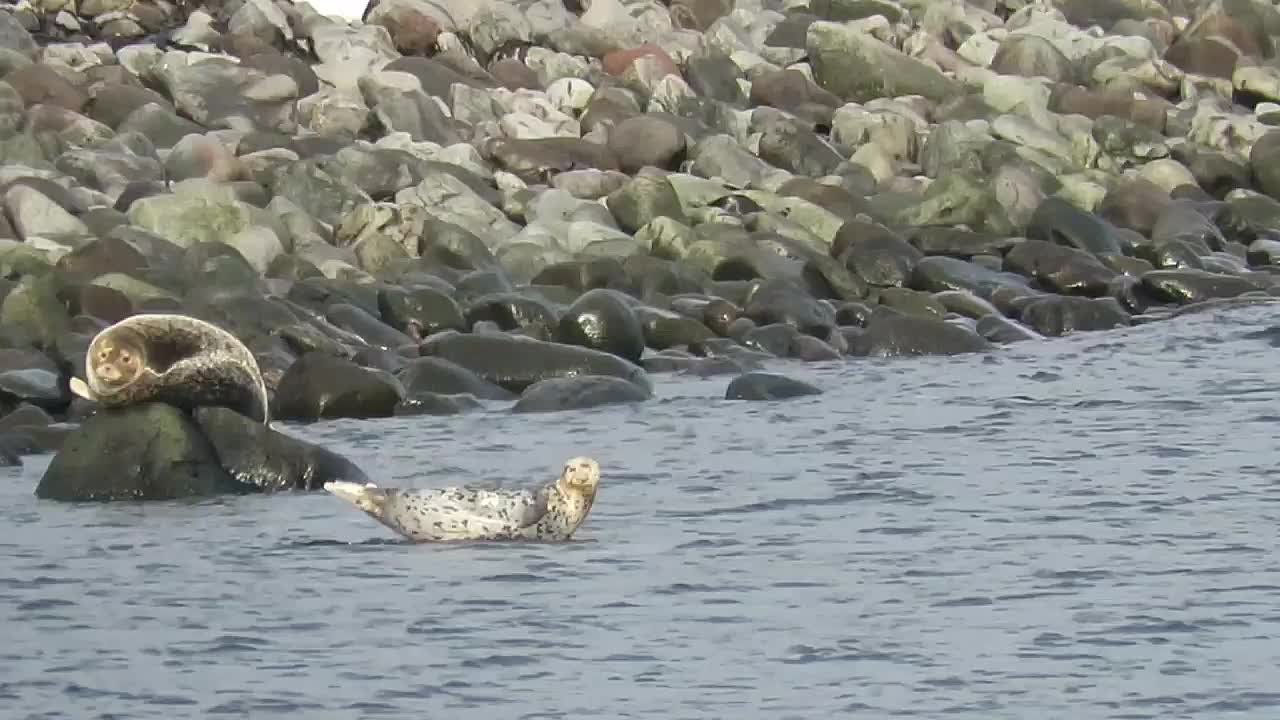 Ларги устроили солнечные ванны у северокурильского побережья