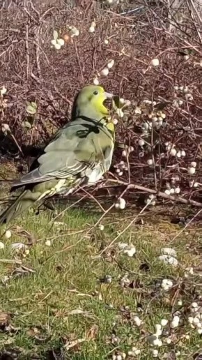 Краснокнижный красавец залетел на участок на юге Сахалина