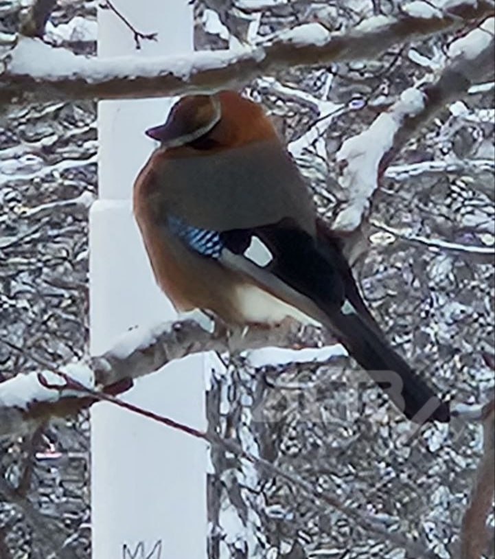 Редкую птичку заметили жители севера Сахалина