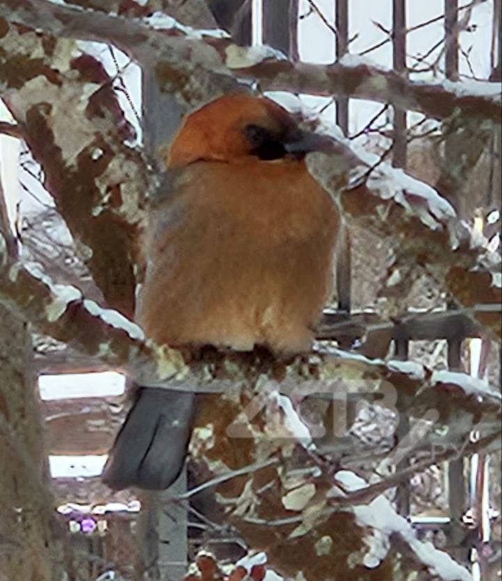 Редкую птичку заметили жители севера Сахалина Редкую птичку заметили жители севера Сахалина