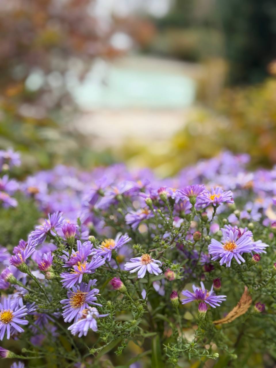 Красота природы бесценна. Буквально несколько дней назад Южный пестрил разноцветными красками Красота природы бесценна. Буквально несколько дней назад Южный пестрил разноцветными красками