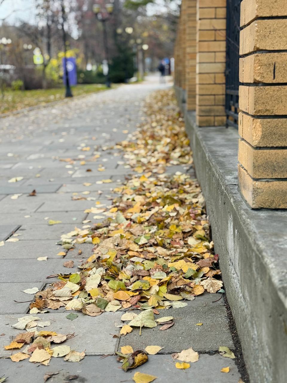 Красота природы бесценна. Буквально несколько дней назад Южный пестрил разноцветными красками Красота природы бесценна. Буквально несколько дней назад Южный пестрил разноцветными красками