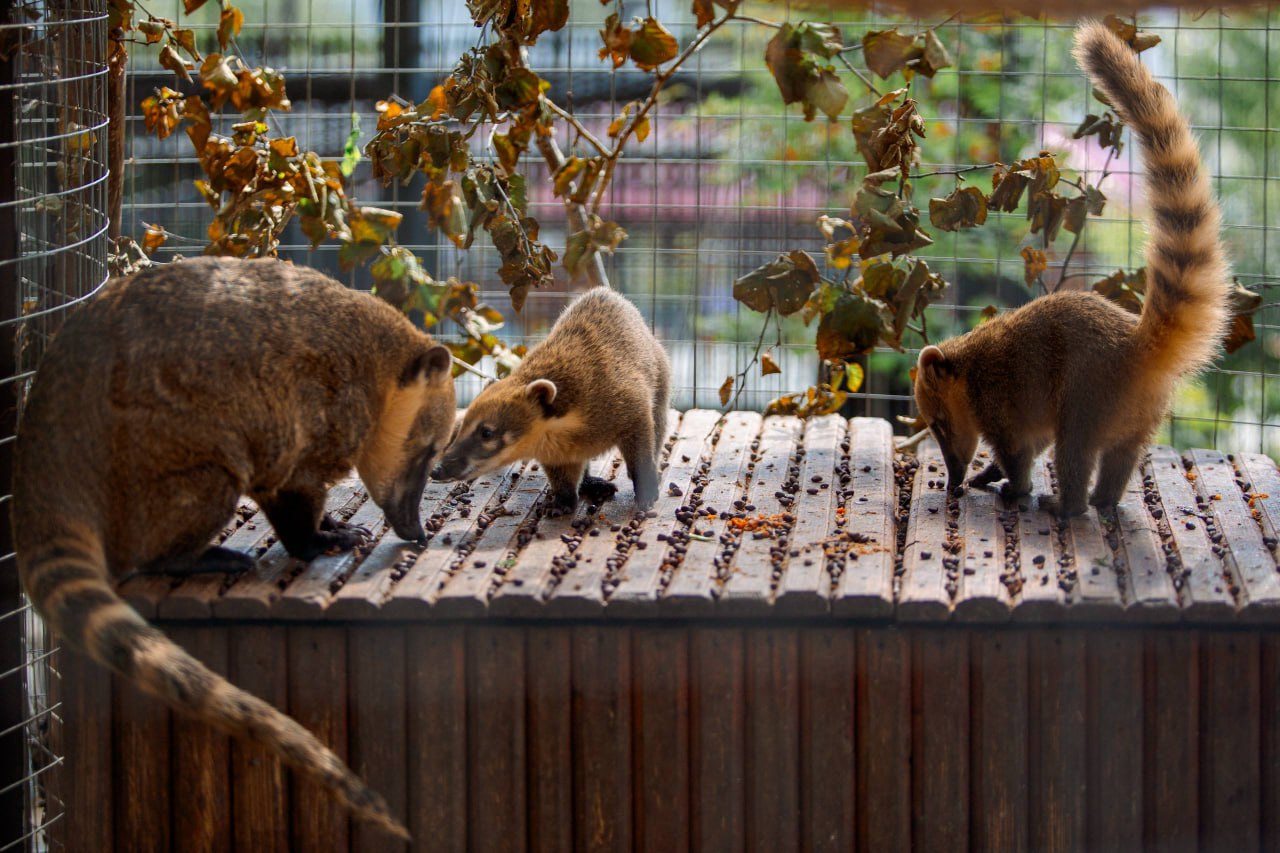 Сахалинский зоопарк @sakhalinzoo переходит на зимний режим работы