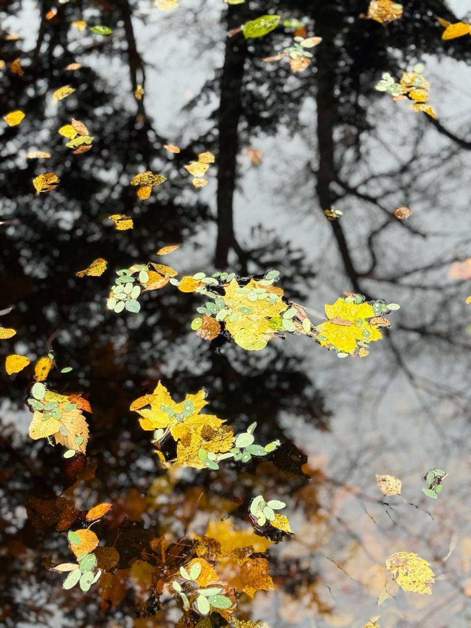 Красота природы бесценна. Буквально несколько дней назад Южный пестрил разноцветными красками Красота природы бесценна. Буквально несколько дней назад Южный пестрил разноцветными красками