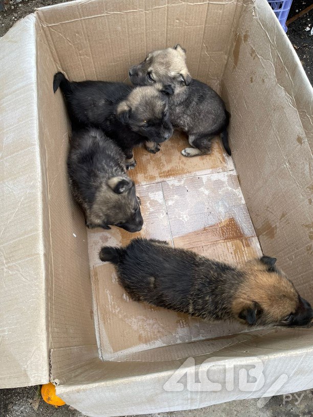 Дети в Южно-Сахалинске спасли выброшенных на мусорку щенков Дети в Южно-Сахалинске спасли выброшенных на мусорку щенков