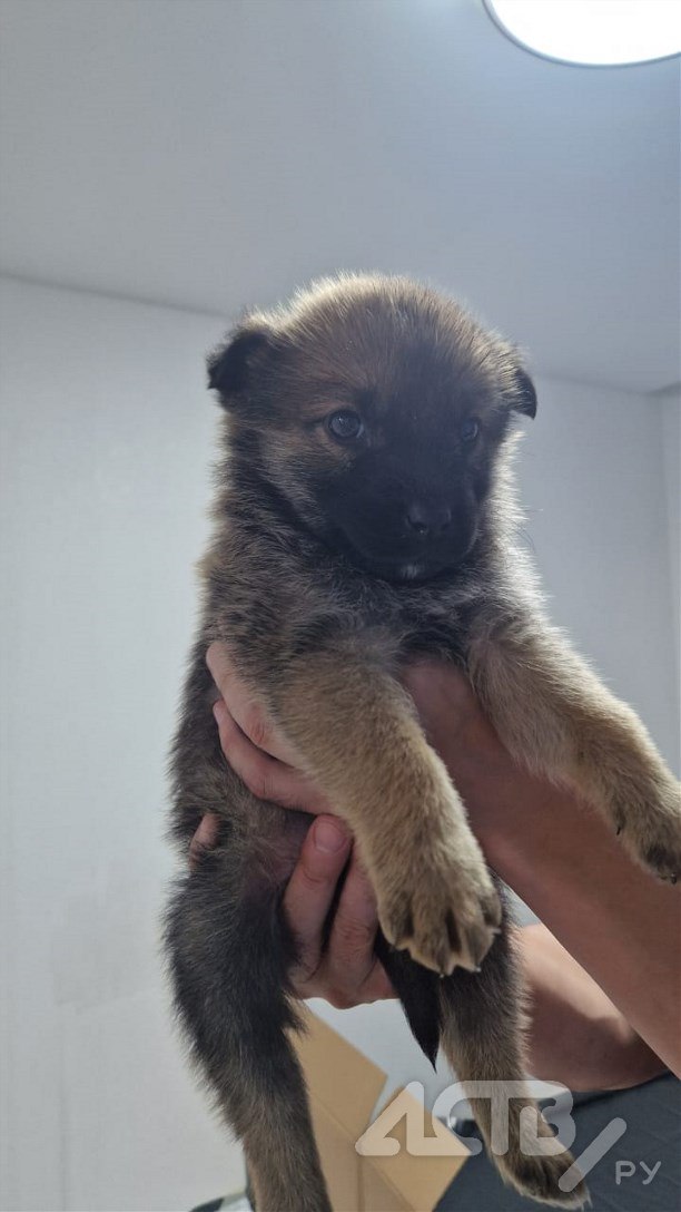 Дети в Южно-Сахалинске спасли выброшенных на мусорку щенков