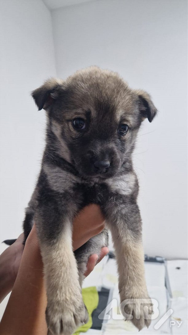 Дети в Южно-Сахалинске спасли выброшенных на мусорку щенков Дети в Южно-Сахалинске спасли выброшенных на мусорку щенков