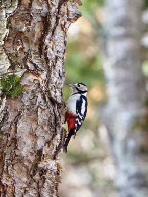 А вы встречали большого пестрого дятла?