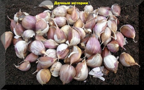 Секреты успешного выращивания озимого чеснока