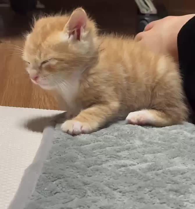 Доброе утро. Алексей, Кузьма, Евгений, Павел, Тимофей, Виктор, а также Мария, Анна, Анастасия и Агата празднуют именины