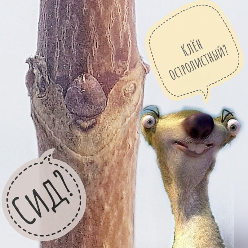 Сахалинские ботаники предлагают сахалинцам поиграть в «узнай дерево по мордашке» Сахалинские ботаники предлагают сахалинцам поиграть в «узнай дерево по мордашке»