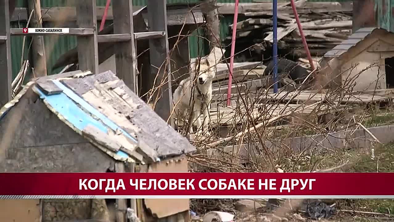 "Заболевание смертельно опасно": сахалинский врач предупредил любителей собачьего мяса о последствиях