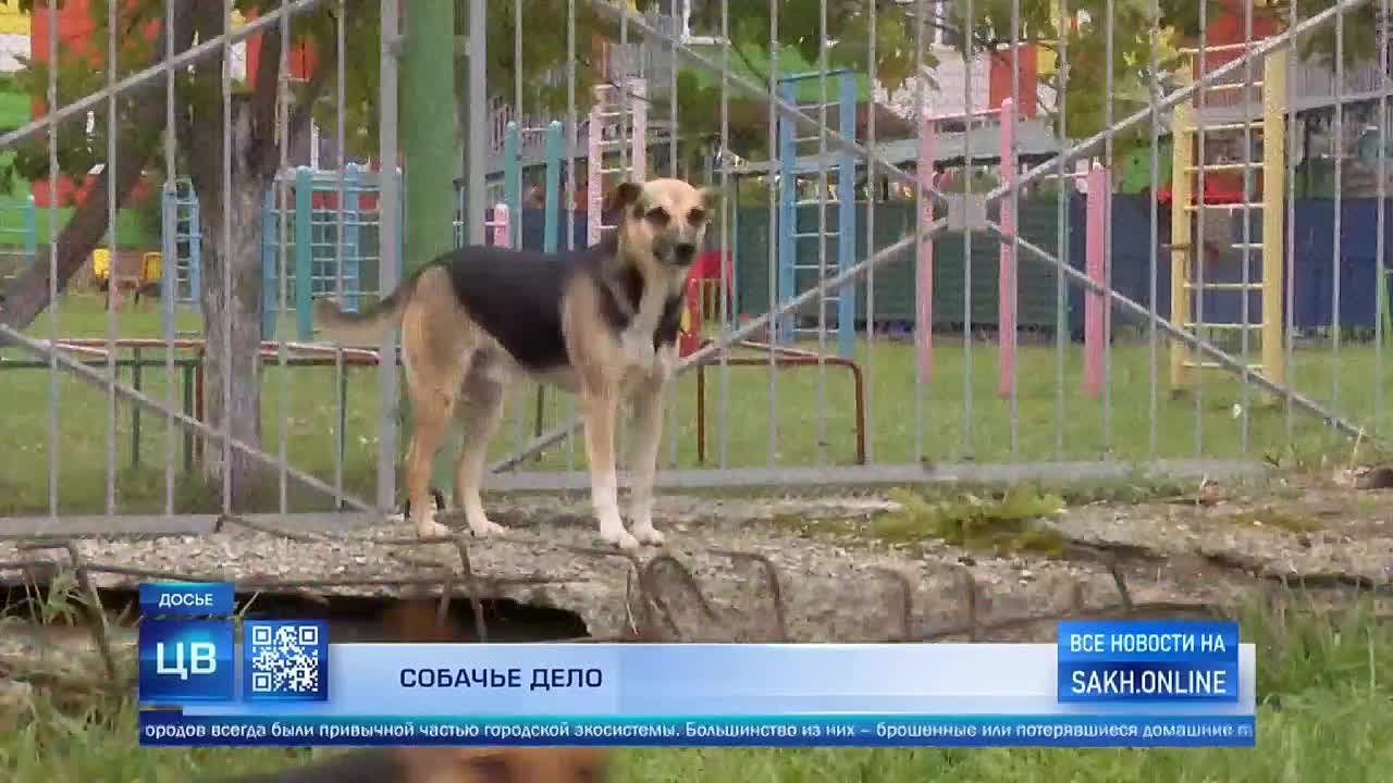 Отлавливать безнадзорных животных на Сахалине будут по-новому