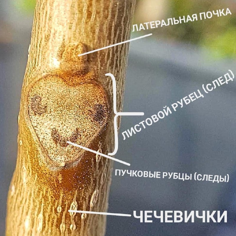 Сахалинские ботаники предлагают сахалинцам поиграть в «узнай дерево по мордашке» Сахалинские ботаники предлагают сахалинцам поиграть в «узнай дерево по мордашке»