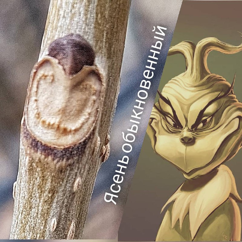 Сахалинские ботаники предлагают сахалинцам поиграть в «узнай дерево по мордашке» Сахалинские ботаники предлагают сахалинцам поиграть в «узнай дерево по мордашке»