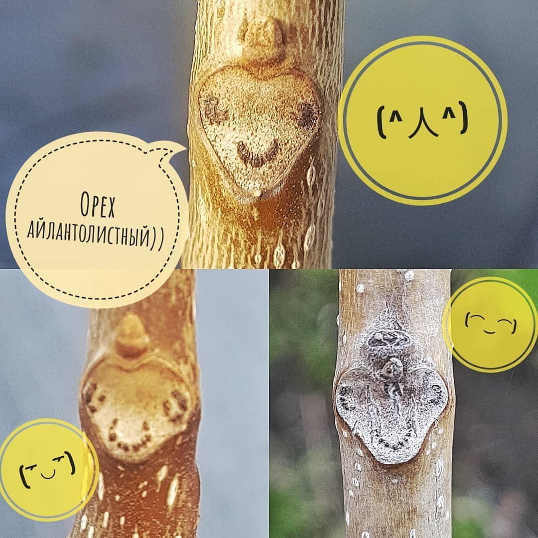 Сахалинские ботаники предлагают сахалинцам поиграть в «узнай дерево по мордашке» Сахалинские ботаники предлагают сахалинцам поиграть в «узнай дерево по мордашке»