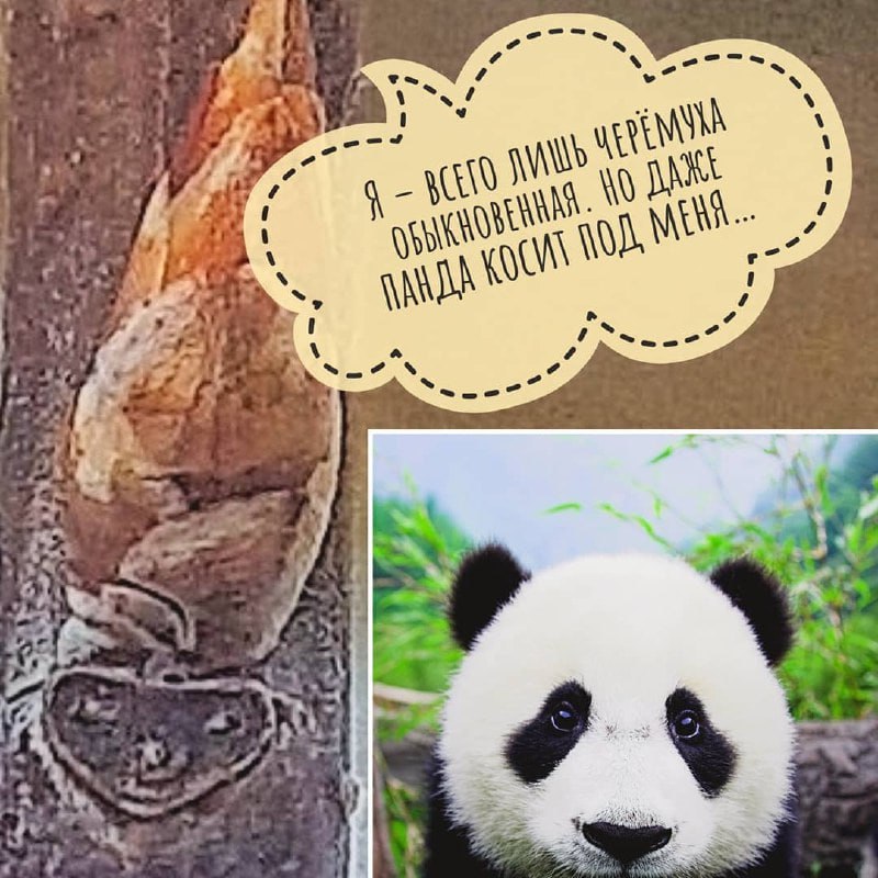 Сахалинские ботаники предлагают сахалинцам поиграть в «узнай дерево по мордашке» Сахалинские ботаники предлагают сахалинцам поиграть в «узнай дерево по мордашке»