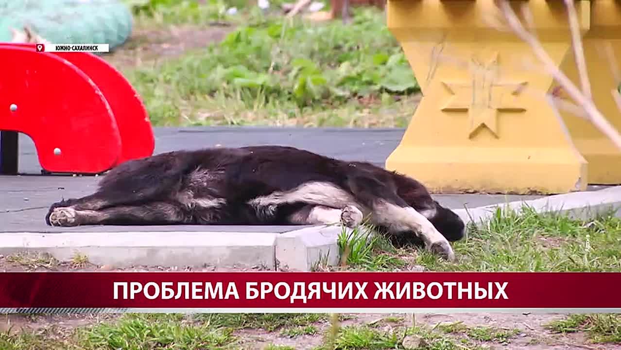На Сахалине озвучили, при каких условиях будут усыплять бездомных животных
