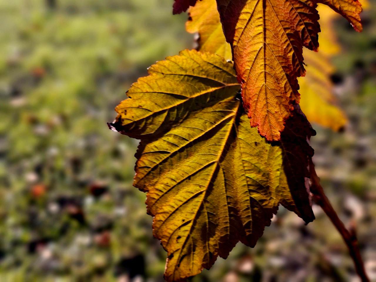 Вы уже гуляли в новом сквере? Вы уже гуляли в новом сквере?
