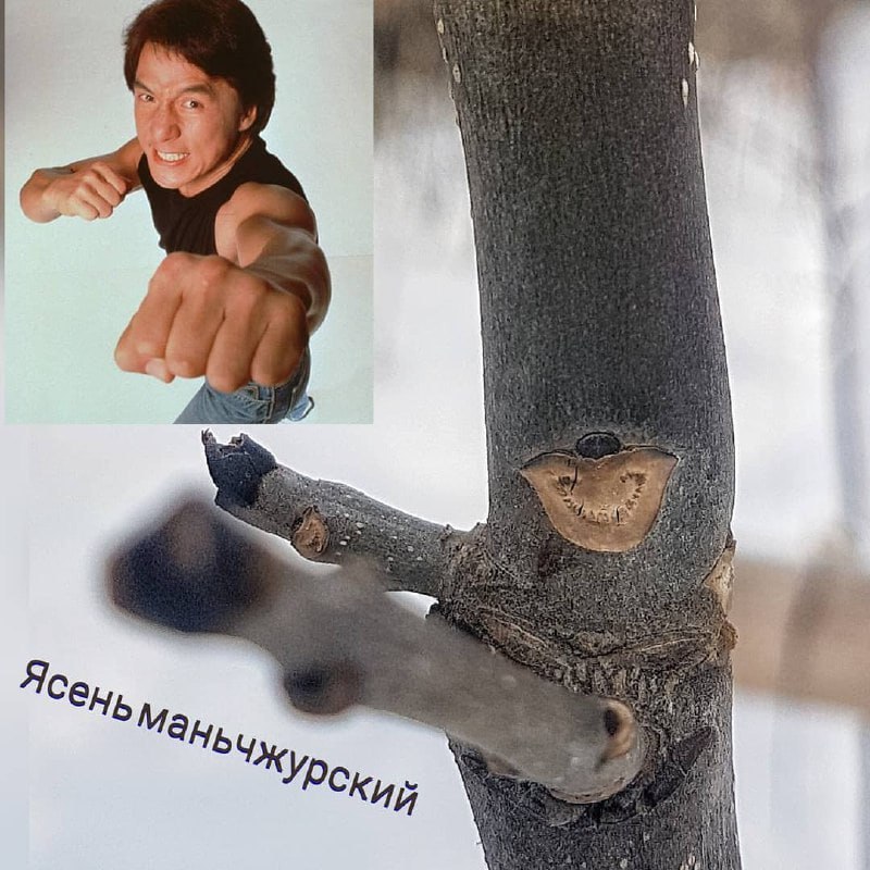 Сахалинские ботаники предлагают сахалинцам поиграть в «узнай дерево по мордашке» Сахалинские ботаники предлагают сахалинцам поиграть в «узнай дерево по мордашке»