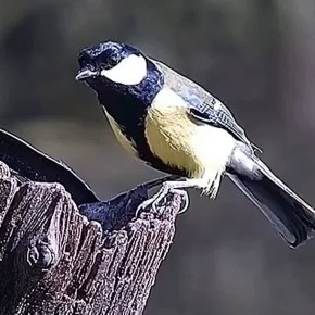  !.           (1935 2011),    (1982)      (1980)